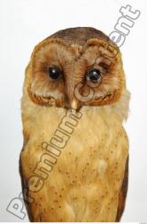 Upper Body Owl